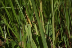 Poa remota