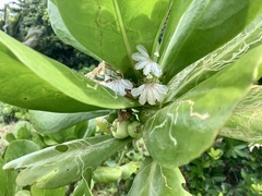 Scaevola taccada taccada