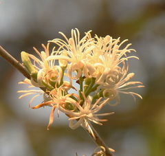 Alangium indochinense