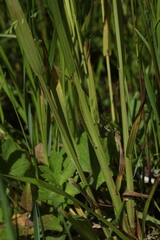 Poa remota