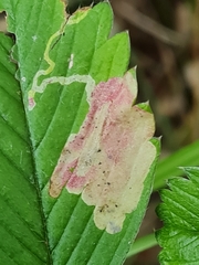 Agromyza sulfuriceps