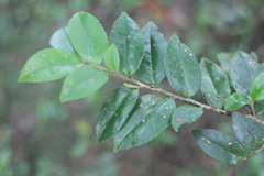 Eurya crenatifolia