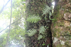 Polypodiodes amoena