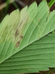 Agromyza sulfuriceps