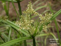 Cyperus pilosus