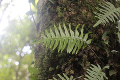 Polypodiodes amoena