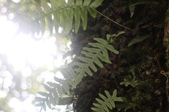 Polypodiodes amoena