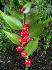 Sarcococca ruscifolia