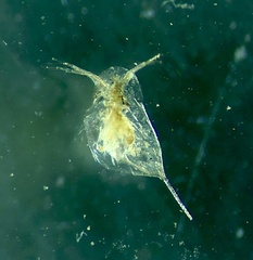 Daphnia carinata