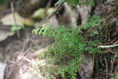 Hymenophyllum fujisanense