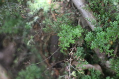 Hymenophyllum fujisanense
