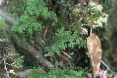Hymenophyllum fujisanense