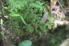 Hymenophyllum fujisanense