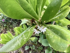 Scaevola taccada taccada