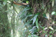 Lemmaphyllum rostratum