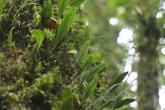 Lemmaphyllum rostratum