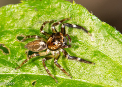 Colyttus