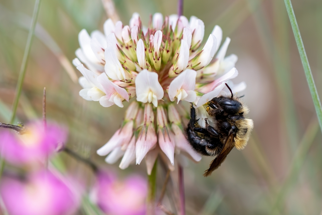 Maritime Mason Bee