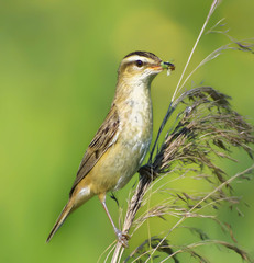 Acrocephalus schoenobaenus