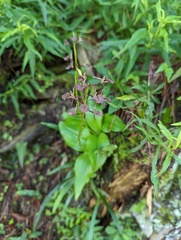 Liparis derchiensis