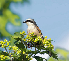 Lanius collurio