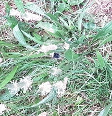 Bombus