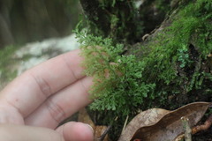 Hymenophyllum fujisanense