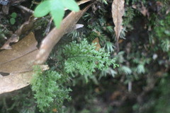 Hymenophyllum fujisanense
