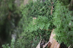 Hymenophyllum fujisanense