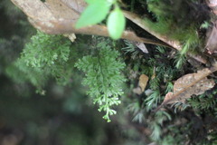 Hymenophyllum fujisanense