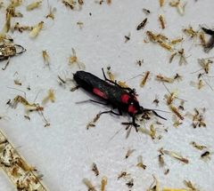 Cyana tettigonioides