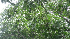 Handroanthus guayacan