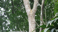 Handroanthus guayacan