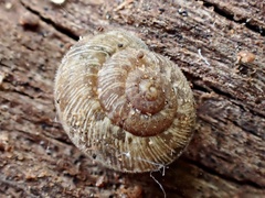 Microxeromagna lowei