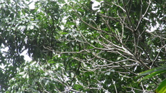 Handroanthus guayacan