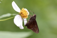 Hyarotis microstictum