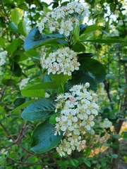 Aronia mitschurinii