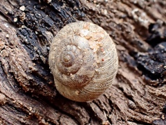 Microxeromagna lowei