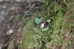 Corybas taiwanensis