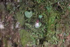 Corybas taiwanensis