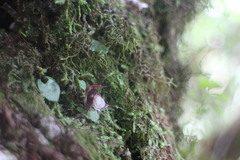 Corybas taiwanensis