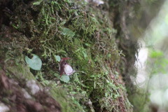 Corybas taiwanensis