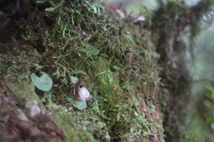 Corybas taiwanensis