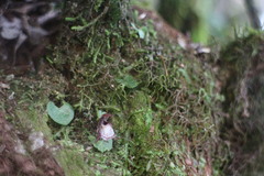 Corybas taiwanensis