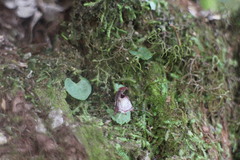 Corybas taiwanensis