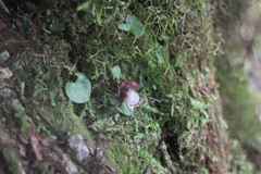 Corybas taiwanensis