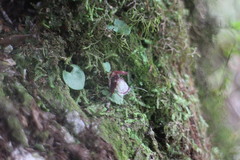 Corybas taiwanensis