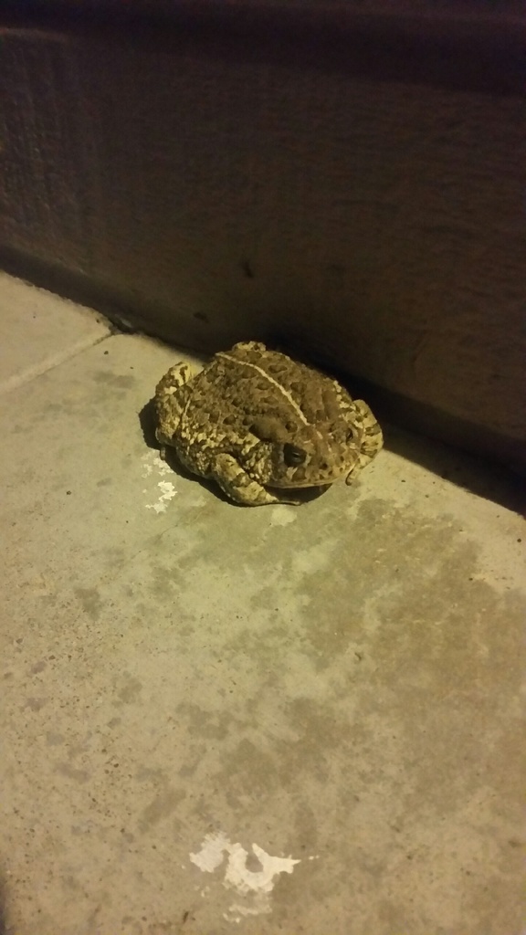Anaxyrus woodhousii on 2018년 07월 14일 (토) by Charlie Justus ·  iNaturalist  Anaxyrus woodhousii
