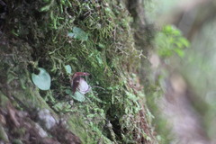 Corybas taiwanensis