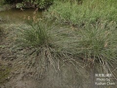 Cyperus malaccensis malaccensis